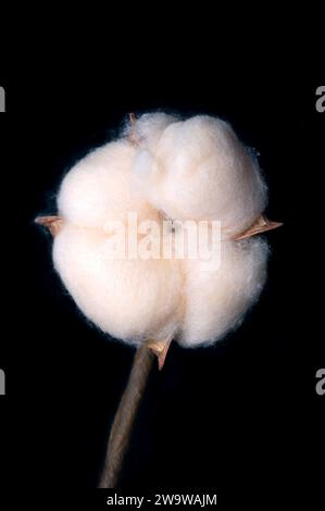 Cotton boll, over black. Soft, fluffy staple fiber that grows in a boll, or protective case, around the seeds of the cotton plants. Stock Photo