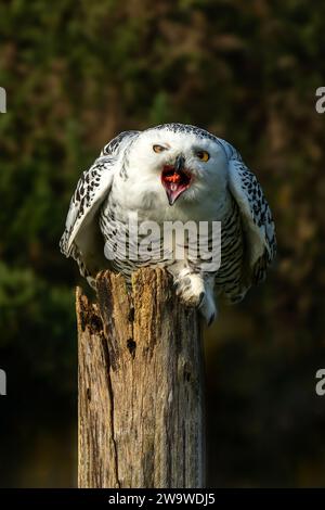 Snowy Owl bird of prey feeding on a tree stump post, stock photo image Stock Photo