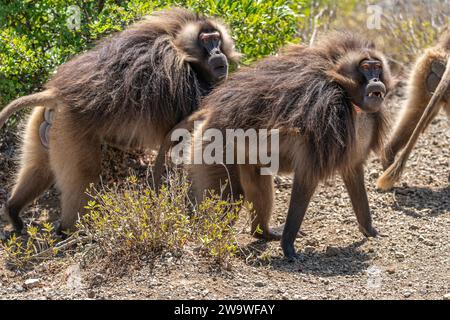 Close up of a male Gelada monkey (Theropithecus gelada) in Simien mountains, Ethiopia Stock Photo