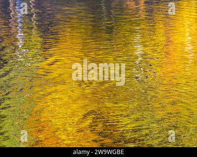 Water reflections of autumn golden leaves. Blurred colorful artistic abstract background. Stock Photo