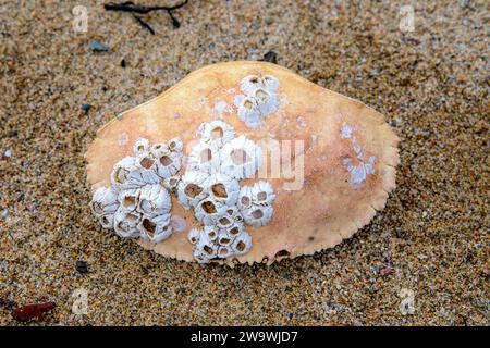 A crab shell covered with barnacles lying on a sandy beach. Stock Photo