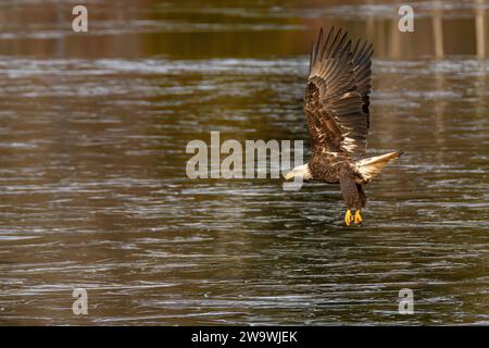 A bald eagle with his wings high and feet low landing on a frozen lake. Stock Photo