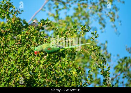 Emerald-collared parrakeet (Psittacula calthorpae, male) feeds on fruits like Juneberry (Amelanchier), winter bird plumage. Now it's a synanthropic bi Stock Photo