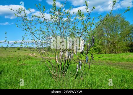 Fishermen dry salted fish (roach) by hanging it on bushes near the river. Fish jerky - sun-dried fish Stock Photo