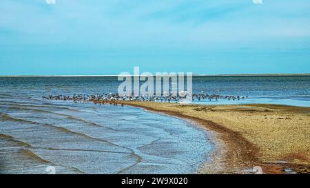 Migrating limicolae (stints, dunlin and curlew sandpiper predominate) on coast of Arabatskaya Strelka, Lake Sivash. May stop-overs Stock Photo