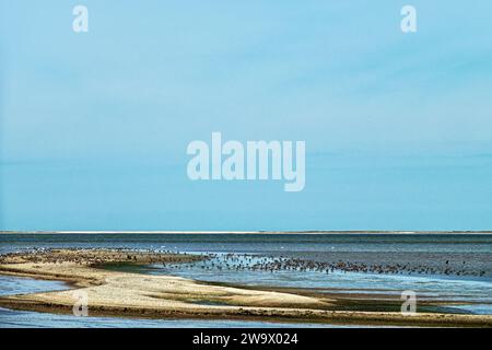 Migrating limicolae (stints, dunlin and curlew sandpiper predominate) on coast of Arabatskaya Strelka, Lake Sivash. May stop-overs Stock Photo