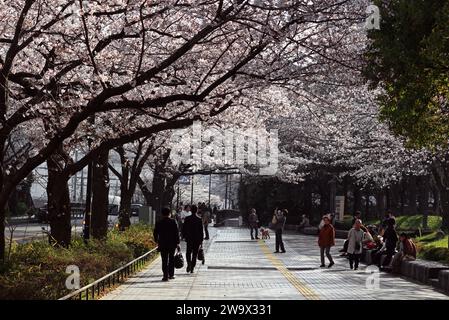 Daily Life in Japan  People enjoying cherry blossom viewing come and go along the row of cherry blossom trees leading to Kawasaki Station. Stock Photo