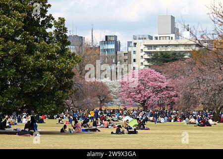 Daily Life in Japan  People enjoying cherry blossom viewing in a spring park where cherry blossoms bloom Stock Photo