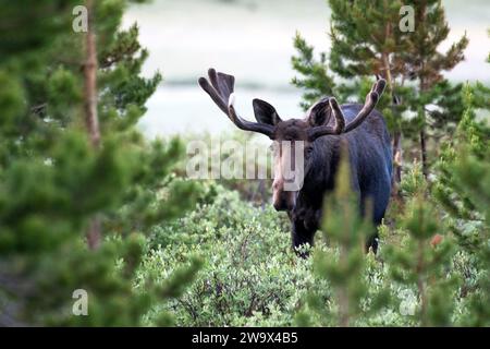 Bull Moose with velvet antlers walking in a meadow in the early morning Stock Photo
