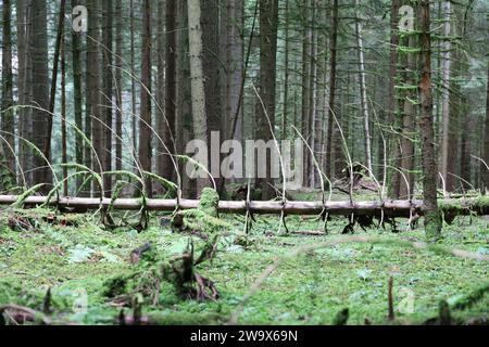 A Majestic Tree's Final Rest in the Enchanted Woods Stock Photo