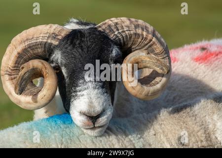 A ram cozy's up to sheep on the Isle of Lewis, Outer Hebrides, Scotland Stock Photo