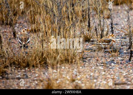 Two Snow Bunting (plectrophenax nivalis) females perched on the ground, horizontal Stock Photo