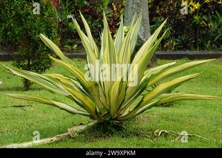 Agave americana Mediopicta (also called Agave americana, century plant, maguey, American aloe). This plant is known to be able to cause allergic Stock Photo