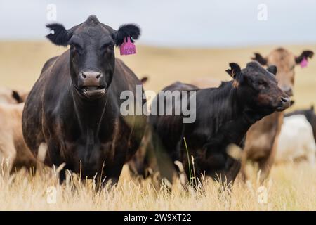 angus, wagyu and murray grey cattle in a paddock on a farm with long dry summer grass on a farm Stock Photo