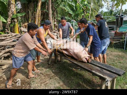 San Jose del Monte, Philippines. December 31, 2023: Traditional pig slaughtering for New Year's Eve celebrations amidst palm trees. At the northeast portion of over-urbanized Manila, the Philippine rural life is regaining its rights and home-made swine slaughter is a common practice, far from industrial standards or animal welfare. Full of superstitions (no chicken/fish), Filipino families will have to wait midnight to gather for Media Noche, a festive loud dinner that lasts until morning and celebrate the end of world's longest Christmas and holiday season.Credit: Kevin Izorce/Alamy Live News Stock Photo