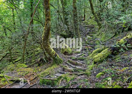 Hiking trail of mossy green roots in Lake Vera dark alpine rainforest on the Frenchmans Cap trail, Franklin-Gordon Wild Rivers National Park, Tasmania Stock Photo