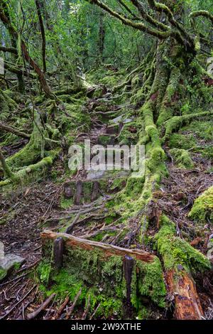 Hiking trail of mossy green roots in Lake Vera dark alpine rainforest on the Frenchmans Cap trail, Franklin-Gordon Wild Rivers National Park, Tasmania Stock Photo