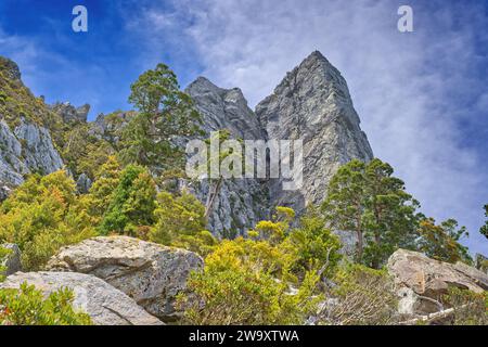 Ancient King Billy Pine Athrotaxis selaginoides growing in exposed quartzite below Sharland's Peak on the Frenchmans Cap trail, Tasmania, Australia Stock Photo
