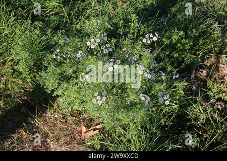 Coriandrum sativum, Coriander, Apiaceae. A wild plant shot in the fall. Stock Photo