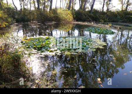Nymphaea alba, White Water-Lily, Nymphaeaceae. A wild plant shot in the fall. Stock Photo