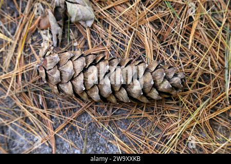Pinus peuce, Macedonian Pine, Pinaceae. A wild plant shot in the fall. Stock Photo