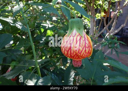 Chinese lantern flower also called Indian mallow flower Stock Photo