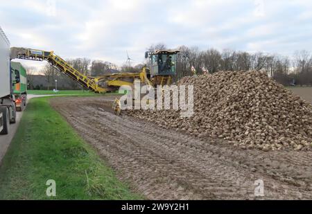 Technischer Fortschritt in der Landwirtschaft Zuckerruebenverlader mit Lastwagen im Einsatz Zuckerruebenverladung auf Lastwagen *** Technical progress in agriculture Sugar beet loader with truck in action Sugar beet loading onto truck Stock Photo