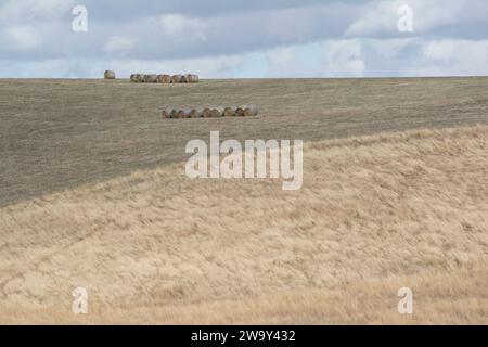 Random rural field, covered in dry brittle summer grass, with large round hay bales lined up and sitting on top of rolling plains. Found within the Fl Stock Photo