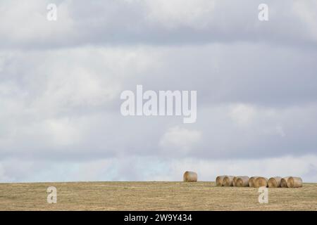 Random rural field, covered in dry brittle summer grass, with a single row of large round hay bales lined up and sitting on top of a rolling hill. Fou Stock Photo