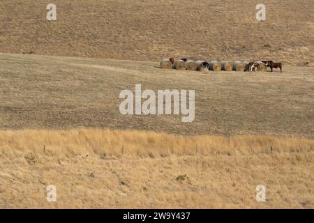 Random rural field, covered in dry brittle summer grass, a single row of large round hay bales are lined up and being devoured by the cattle within. F Stock Photo