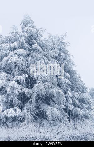Snow covered pine tree. Winter forest. Stock Photo