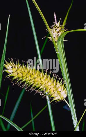 Bladder, Inflated or Blister Sedge (Carex vesicaria) Stock Photo