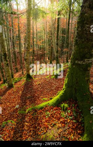 landscape of a forest in autumn where you can see the trees full of green moss and the entire ground covered with brown leaves typical of autumn, illu Stock Photo