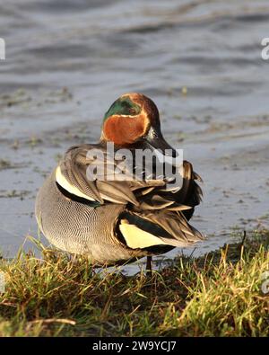 Male Teal at waters edge Stock Photo