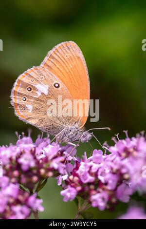 Red-brown Meadow Bird - Coenonypha Glycerion On Origanum Vulgare Stock Photo