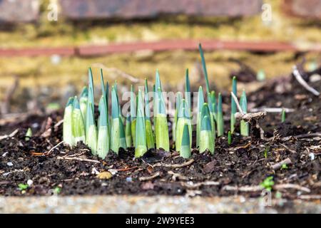 A close up of green daffodil shoots pushing up through the soil on a winter's day Stock Photo