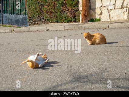 Stray cats. Stock Photo