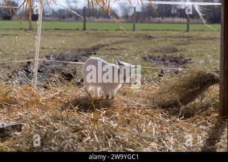 Rural Serenity: Baby Goat Perched on Hay with Green Fields in the Background Stock Photo