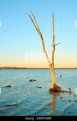 Vertical image of a dead sheoak tree at sunset in Lake Ninan, a salt lake just outside the Wheatbelt town of Wongan Hills, Western Australia. Stock Photo