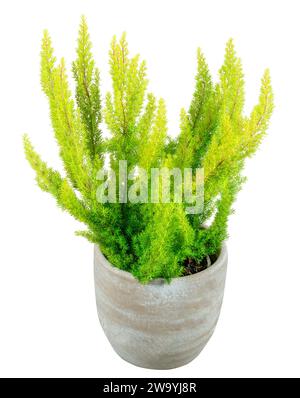 Closeup of an isolated potted green tree heather plant Stock Photo