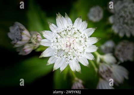 A close up of an overhead view of an astrantia flower head Stock Photo