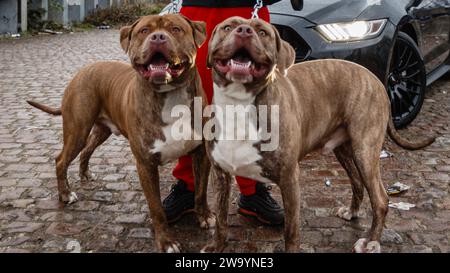 Two attentive big dogs. Stock Photo