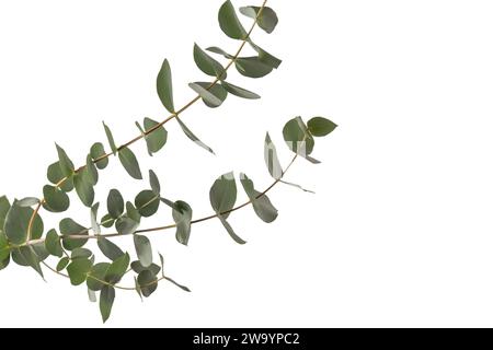 Fresh eucalyptus sprig isolated on a white background. Stock Photo