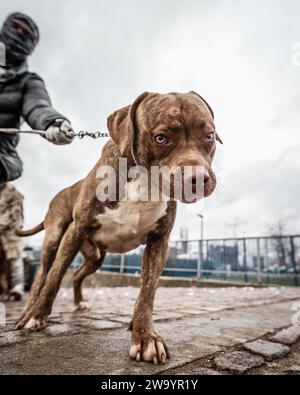 A gentle giant dog poses for a photograph. Stock Photo