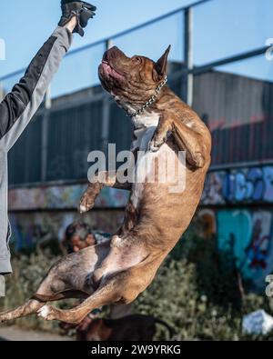 A leaping fierce-looking gentle giant dog. Stock Photo