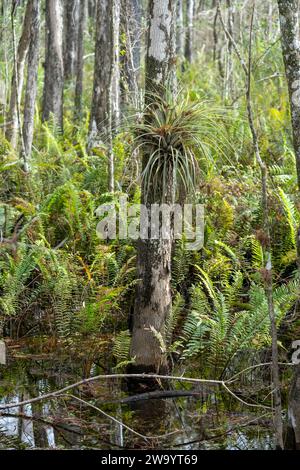 Air plant on a tree trunk in front of a fern forest and wetland Stock Photo