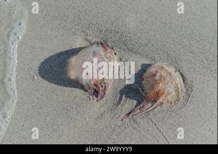 Antibes, France. December 30, 2023. Two jellyfish taken on the sand of the city beach Stock Photo