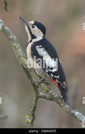 Syrian Woodpecker Stock Photo