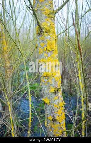 Gold dust lichen, also known as mustard powder lichen (Chrysothrix candelaris) on the bark of a tree in a forest. Stock Photo