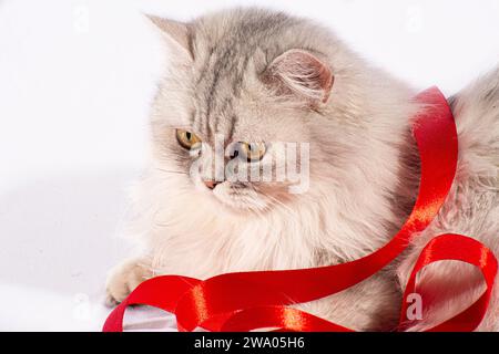 Our beautiful Persian kitten adds a touch of playfulness to its graceful demeanor as it engages with a delicate reed ribbon Stock Photo